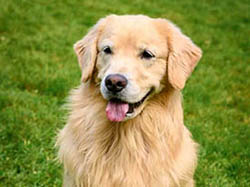 sea glass goldens daisy looking pretty