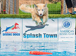 sea glass goldens daisy dock diving