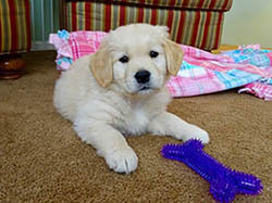 sea glass goldens daisy as a puppy