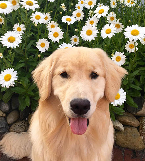 sea glass golden retriever, daisy, Goldenway's Thank Heaven For Little Girls II BN RA THD TKP ATT DN CGCU CGCA FITG