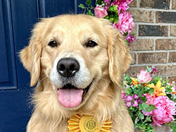 sea glass goldens gracie 