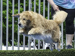 sea glass goldens gracie dock diving