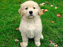 sea glass goldens gracie as a puppy