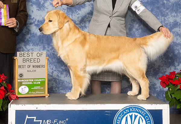 sea glass goldens kate best of breed