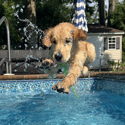 sea glass goldens female golden retriever kate