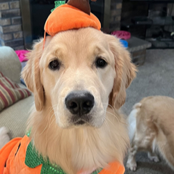 sea glass goldens female golden retriever kate