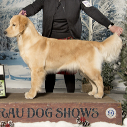 sea glass goldens female golden retriever kate