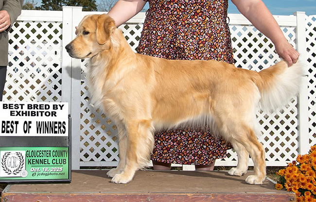 sea glass goldens pippa bow