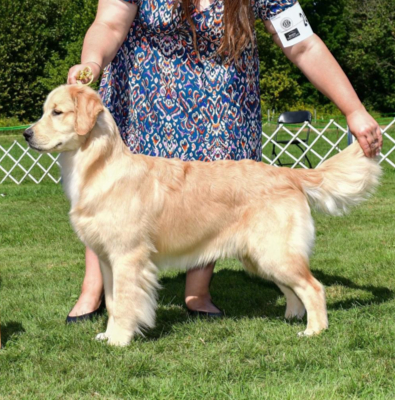 sea glass goldens pippa major win