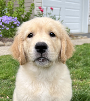 sea glass goldens puppy pippa looking cute 