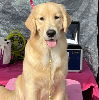 sea glass goldens pippa getting ready for show