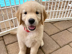 sea glass goldens skye as a puppy