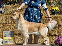 sea glass goldens skye winning at a dog show