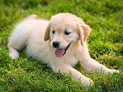 sea glass goldens sophie as a puppy