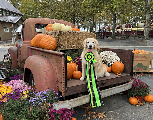 sea glass goldens sophie fcat win