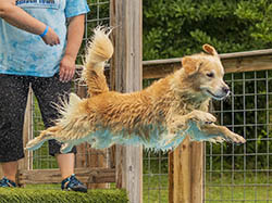 sea glass goldens sophie dock diving