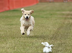 sea glass goldens sophie fastcat