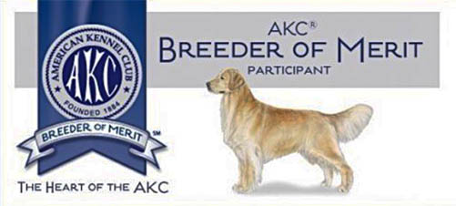 sea glass goldens akc breeder of merit image