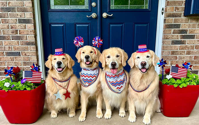 sea glass goldens gracie, skye, sophie, daisy