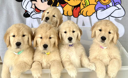 sea glass golden retriever puppies