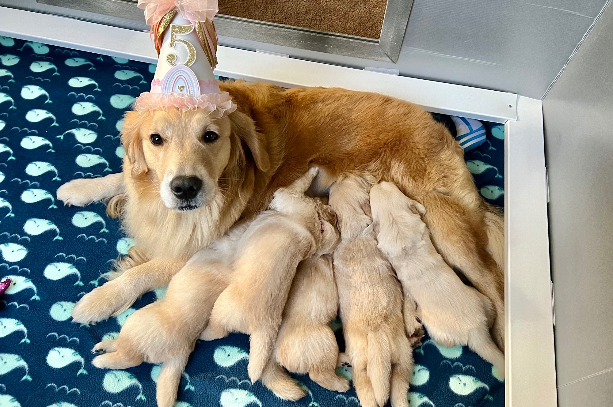 sea glass golden retrievers new jersey slide 10