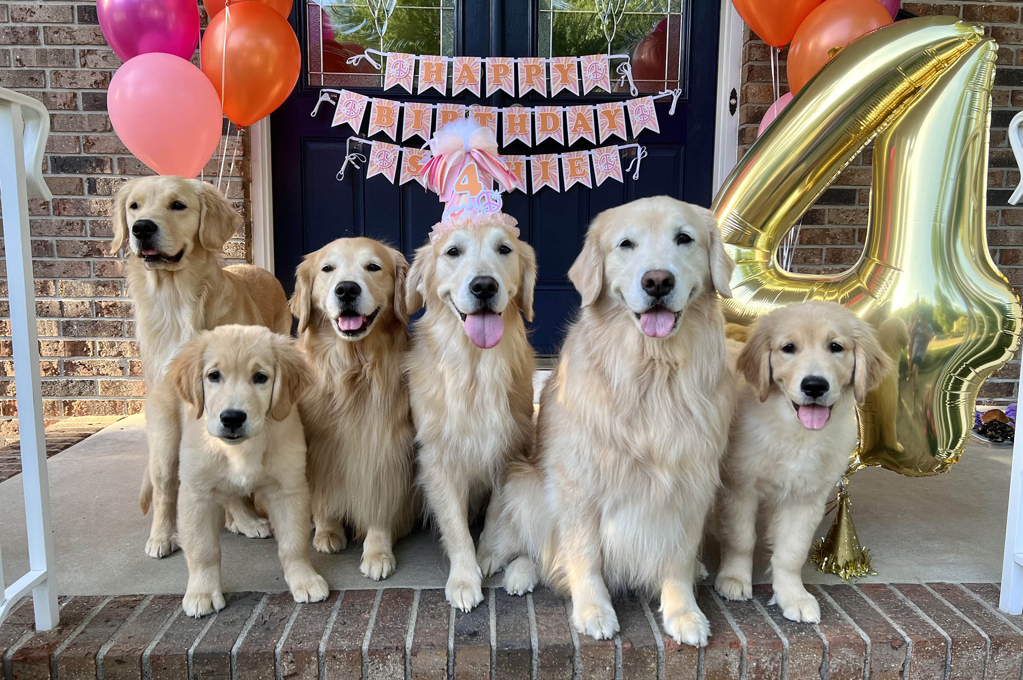 sea glass golden retrievers new jersey slide 13