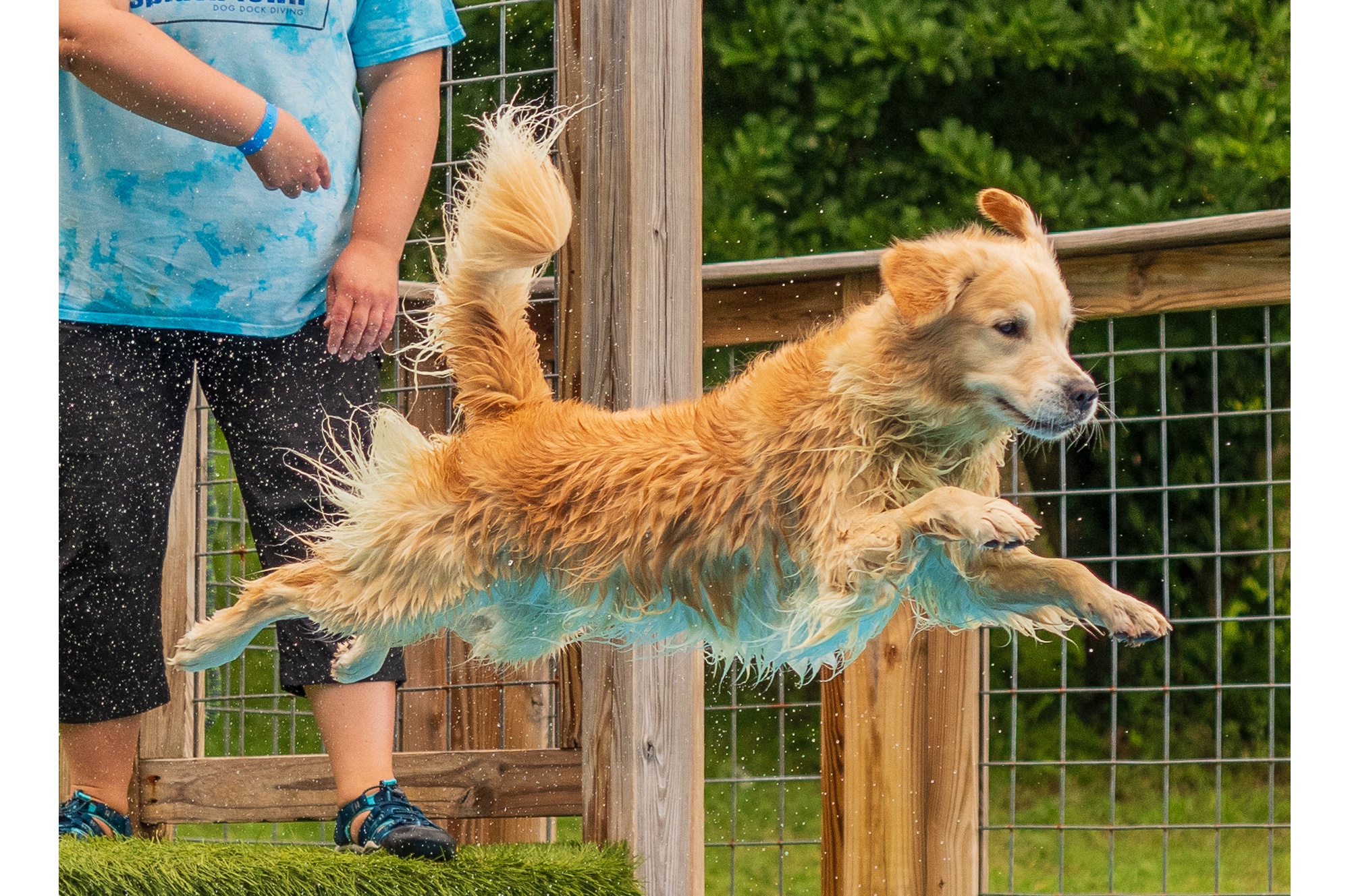 sea glass golden retrievers new jersey slide 14