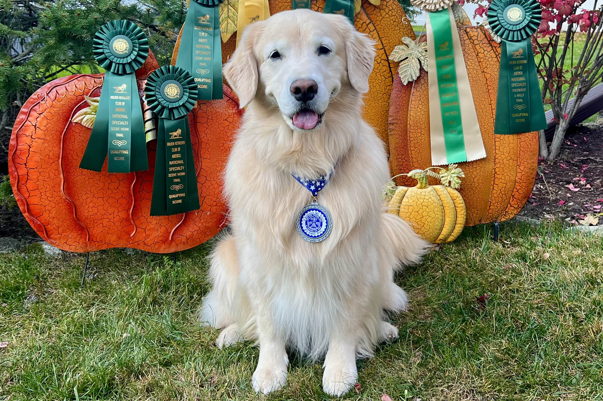sea glass golden retrievers new jersey slide 18