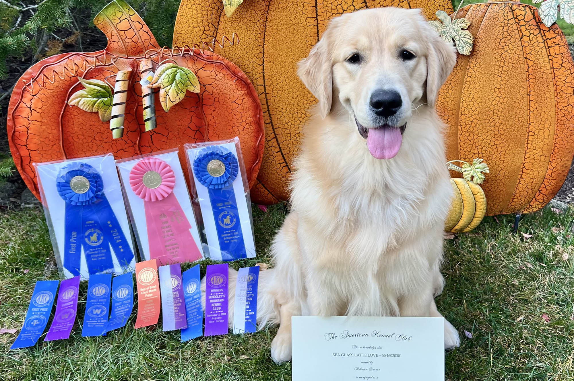 sea glass golden retrievers new jersey slide 19