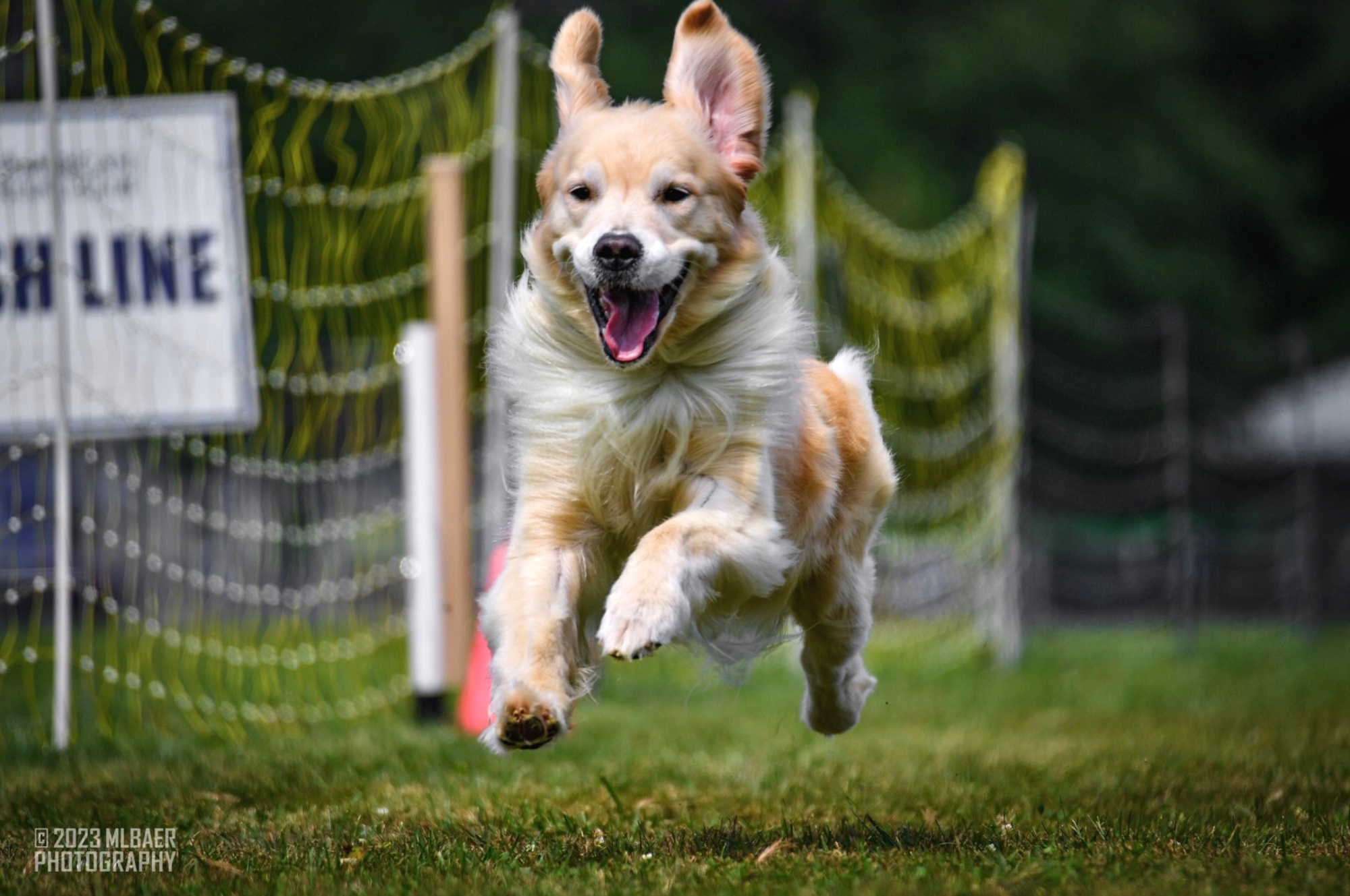 sea glass golden retrievers new jersey slide 2