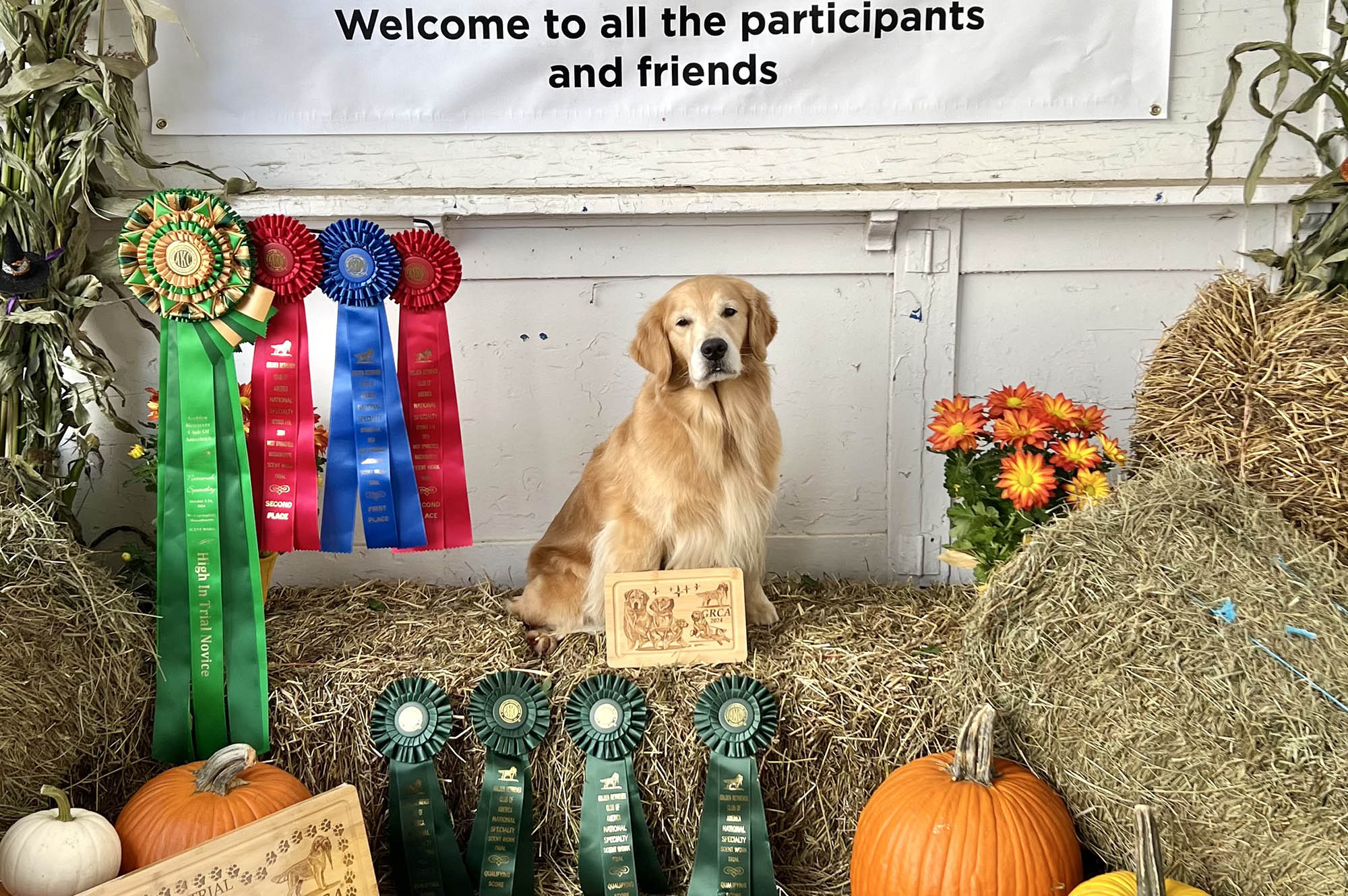 sea glass golden retrievers new jersey slide 20