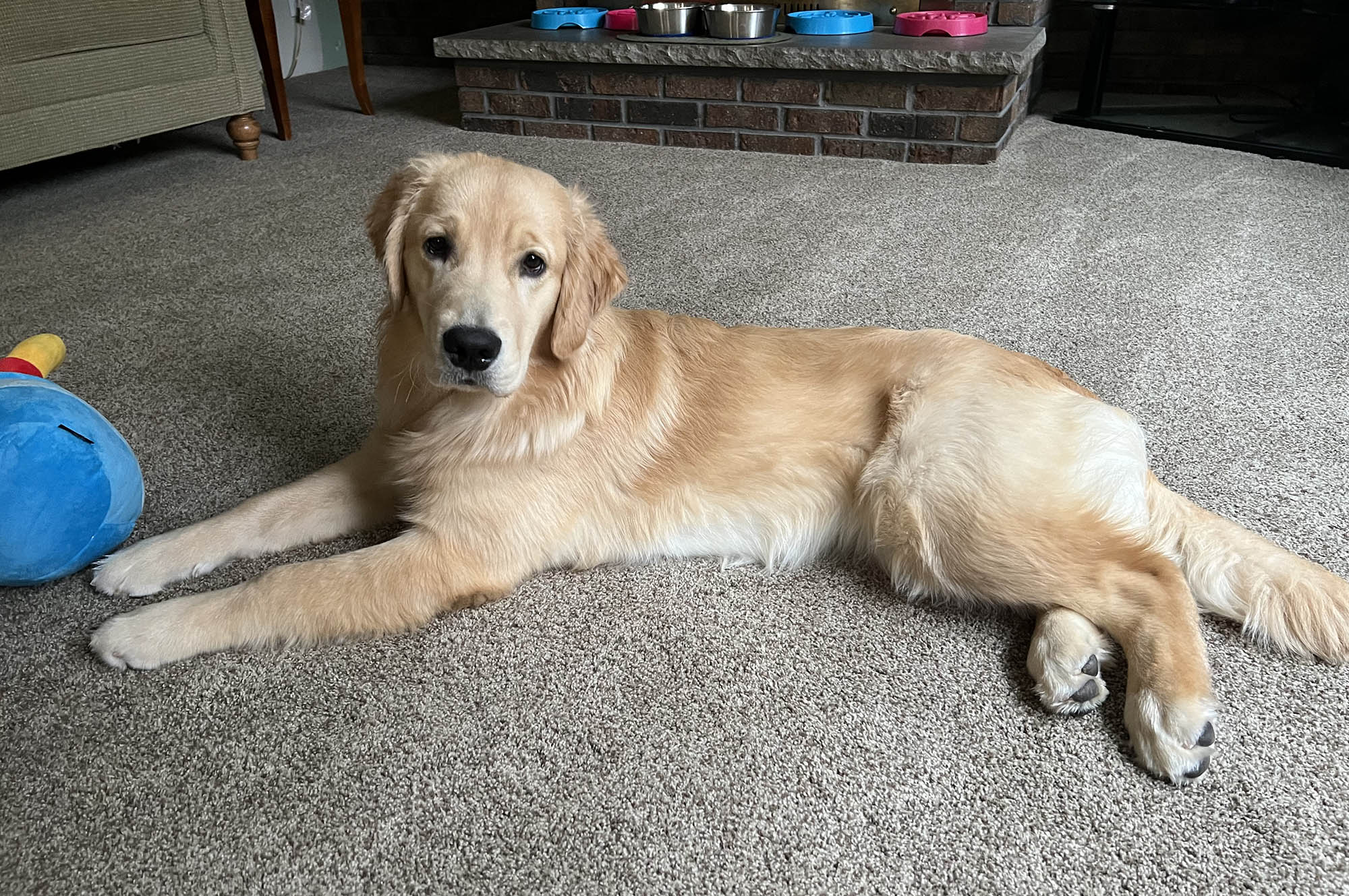 sea glass golden retrievers new jersey slide 21