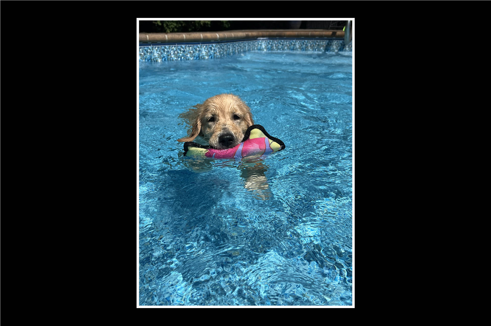 sea glass golden retrievers new jersey slide 22