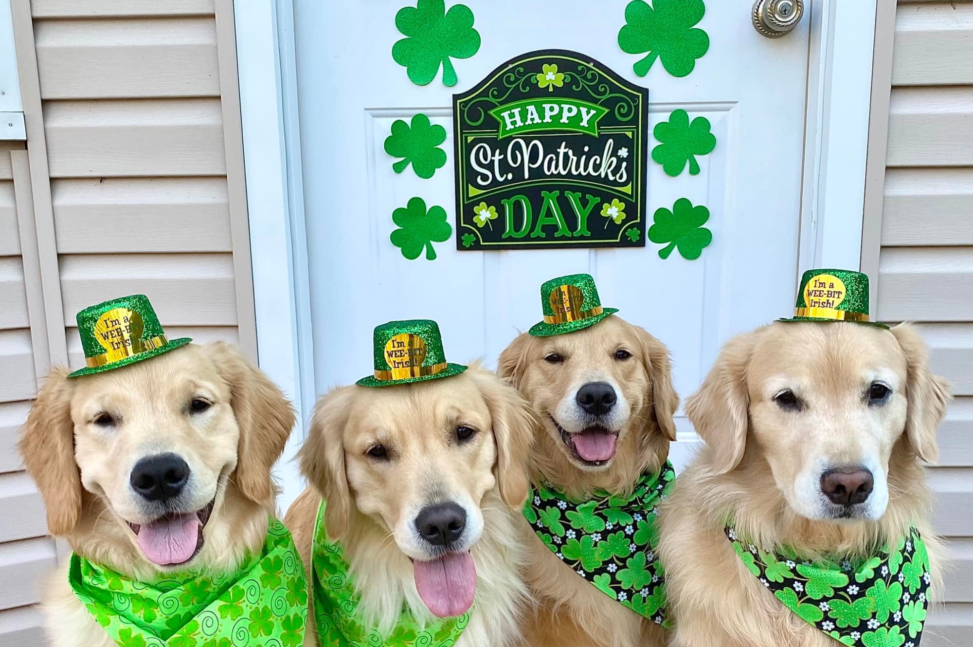 sea glass golden retrievers new jersey slide 4