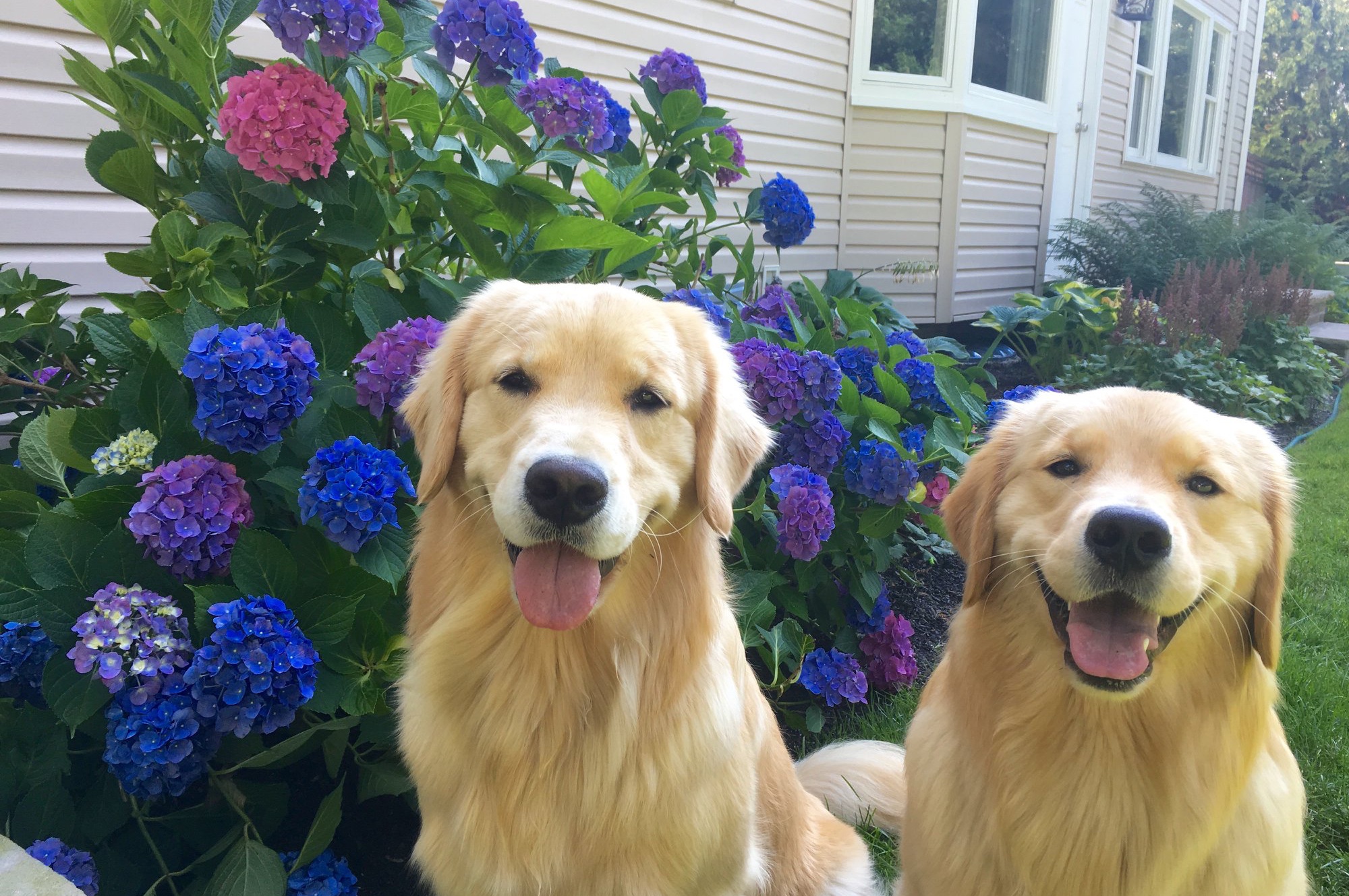 sea glass golden retrievers new jersey slide 7