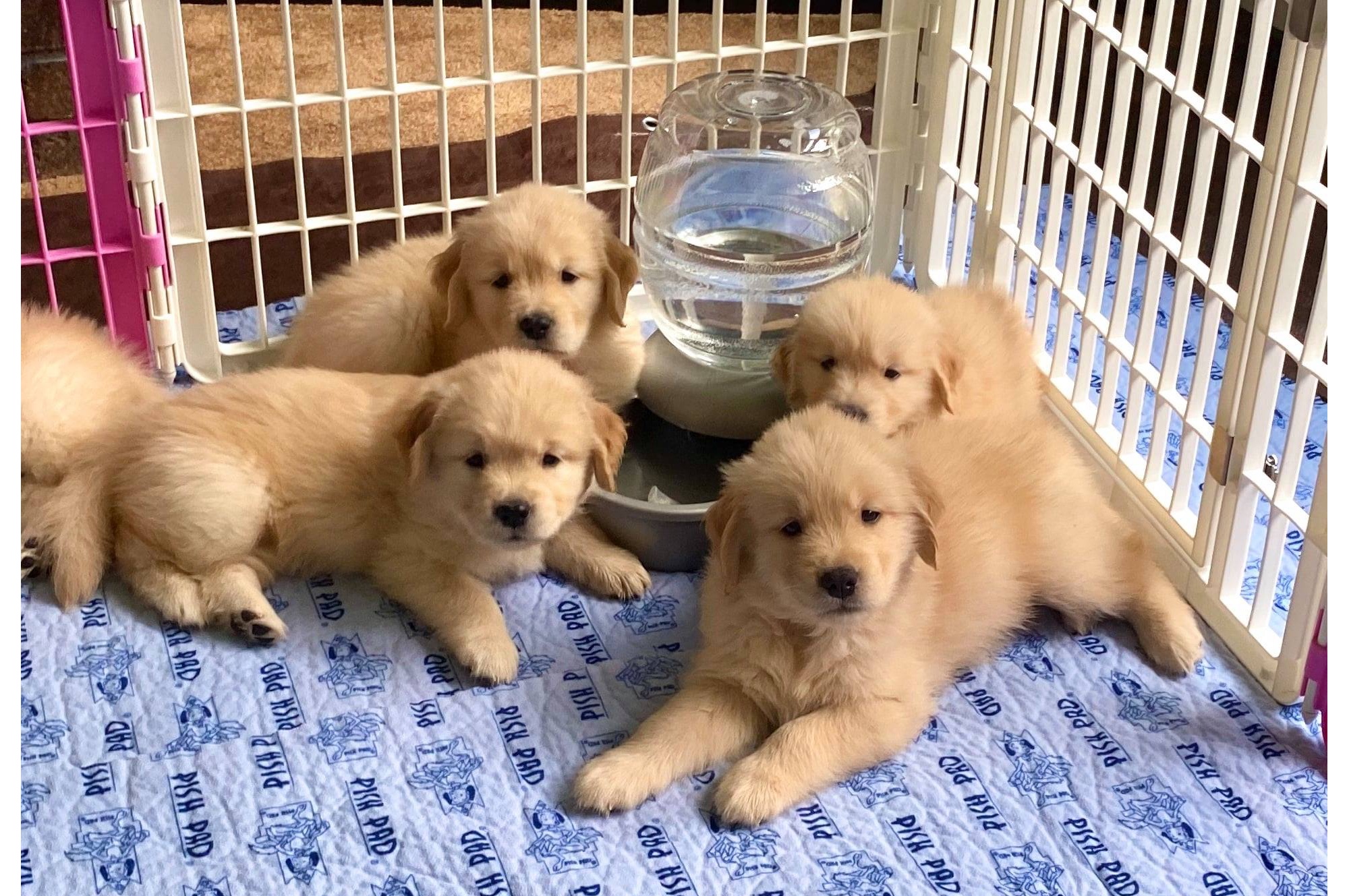 sea glass golden retrievers new jersey slide 8